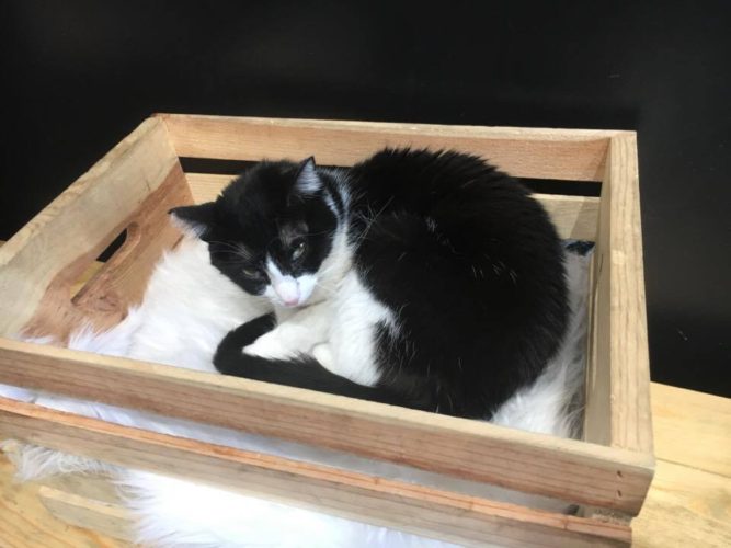Transitioning your cat from being an outdoor to indoor cat 20 Cat in a box: Transitioning your cat from being an outdoor to indoor cat