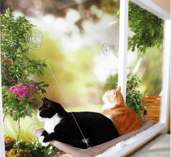 Transitioning your cat from being an outdoor to indoor cat 17 Is your cat an indoor cat and a happy one? Transitioning your cat from being an outdoor to indoor cat