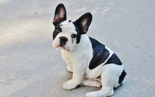 Reducing the suffering of flat-faced dog breeds 1 Reducing the suffering of flat-faced dog breeds