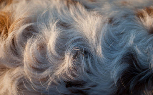 Tips for coping with pet hair 1 Are You Allergic To Your Dog? Try These Steps
