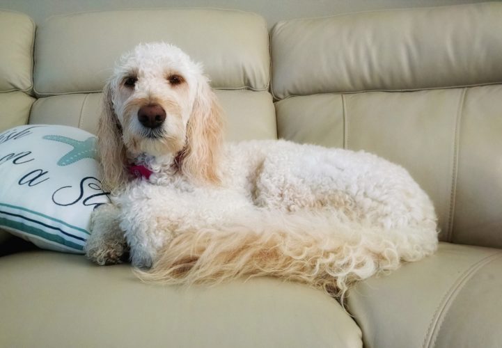 Predicting the behaviour of rescue dogs. New Research to Improve Adoptability 2 Predicting the behaviour of rescue dogs and any behaviour problems