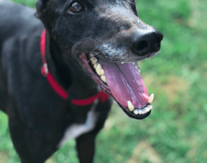 Greyhounds make greyt pets: Ask the experts 1 Apartment pals and household companions – April is all about Greyhounds