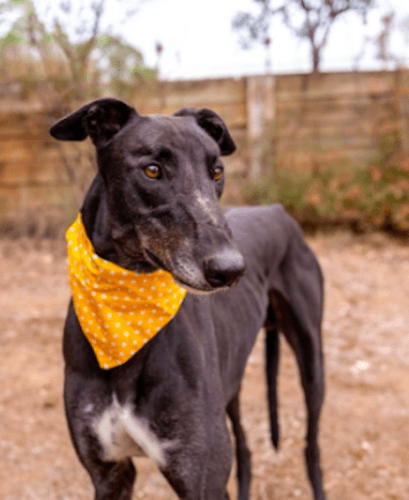 Apartment pals and household companions – April is all about Greyhounds