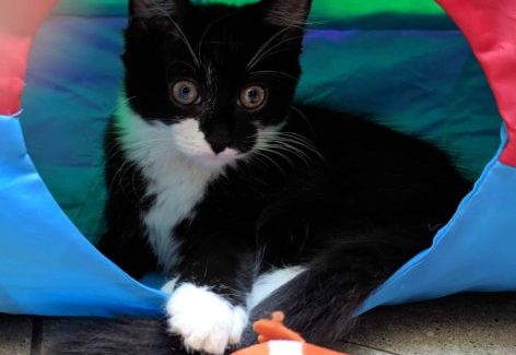 Companion Animal Rescue Awards back to inspire pet rescue 1 Companion Animal Rescue Awards back to inspire pet rescue