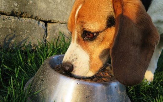 Pet Food - Natural, Organic or Holistic? Just what is the difference? 1 Ordering Pet Food Online Vs At The Store