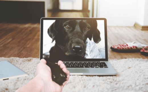How To Make A Living Writing About Dogs 4 How To Make A Living Writing About Dogs