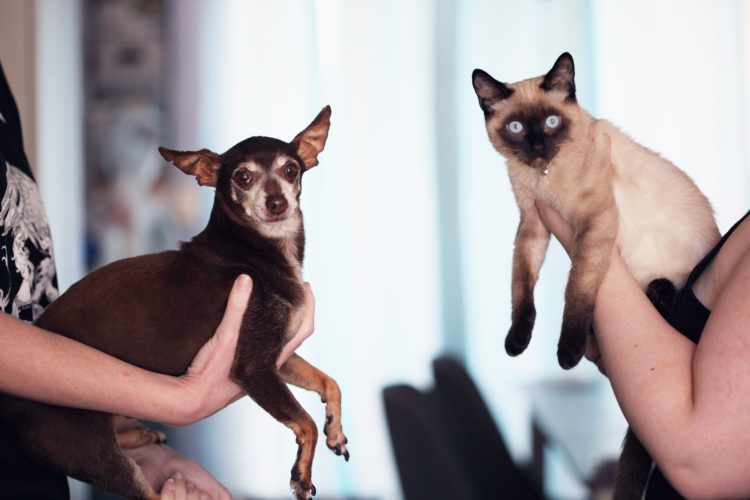 How to Introduce Cats and Kittens to Other Animals 12 How to Introduce Cats and Kittens