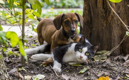 Top 10 Problem Pets - and Problem Pet Behaviour 1 Top 10 Problems Pets - and Problem Pet Behaviour