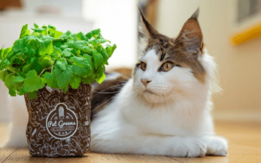 Is your pet eating their pet greens? 1 pet greens