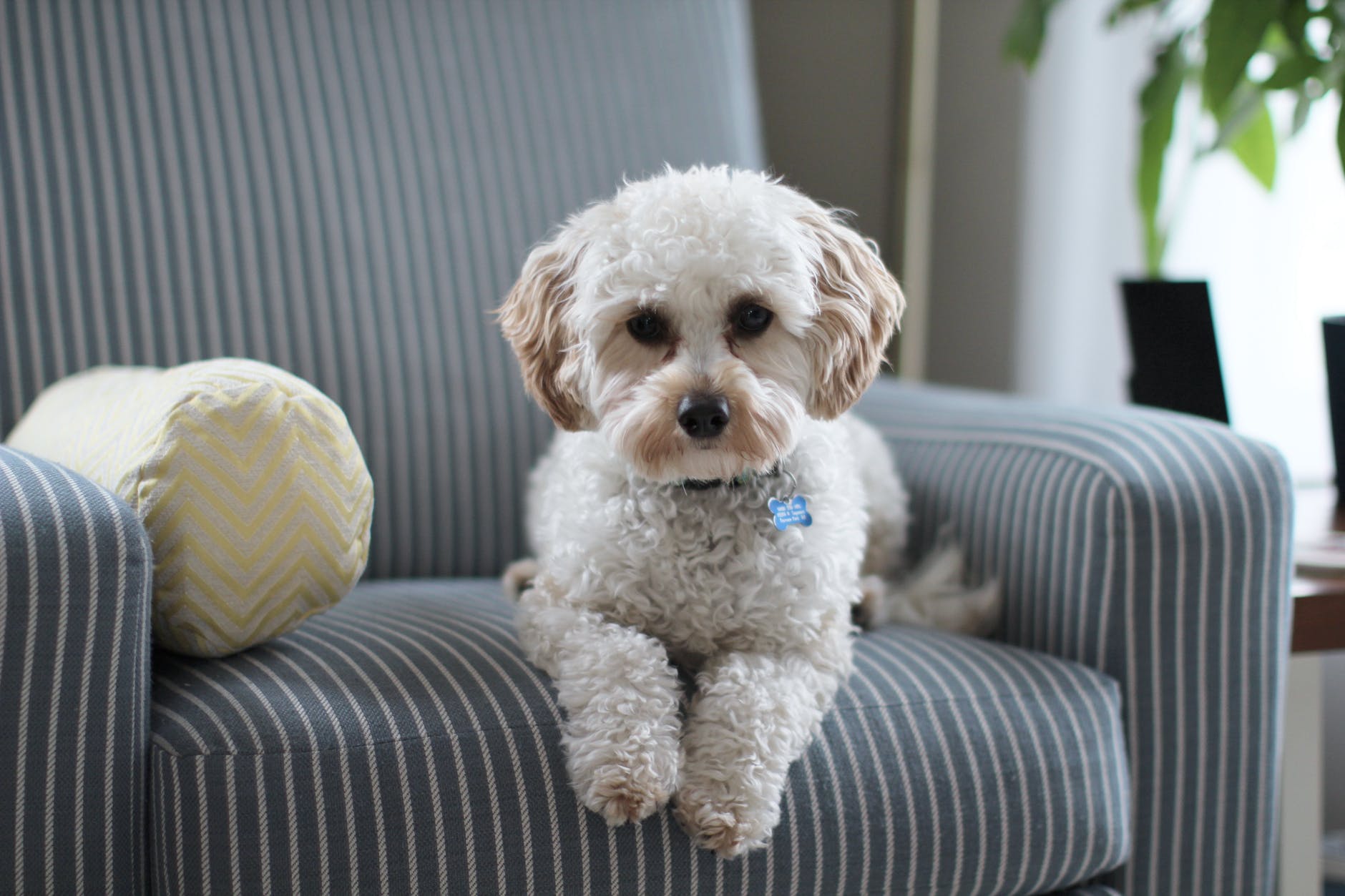 How to Reduce Dog Anxiety 10 how to reduce dog anxiety