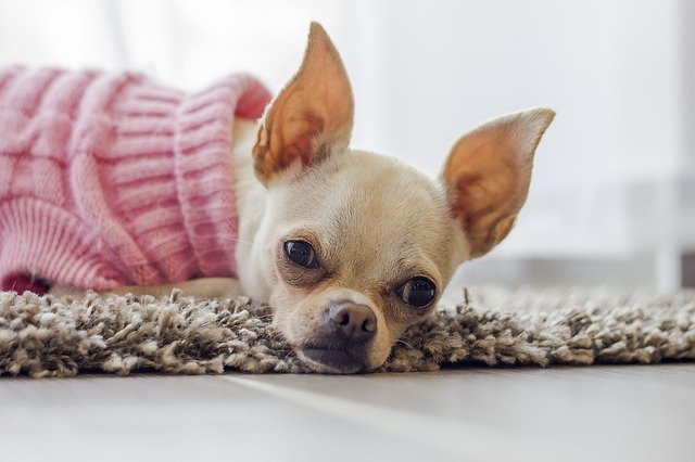 Do you talk to your pet? You are not Mad and You're Not alone... 1 Do you talk to your pet?