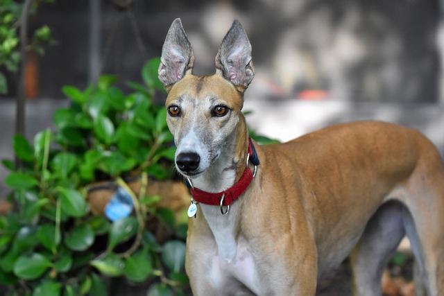 Greyhounds make greyt pets: Ask the experts 1 Greyhounds make greyt pets
