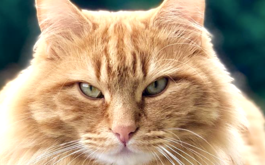 Pet Problems Solved 1 Pet Problems Solved