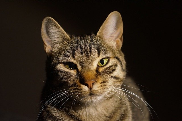 Do you talk to your pet? You are not Mad and You're Not alone... 2 Do you talk to your pet?