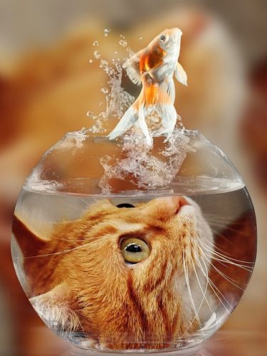 How to Introduce Cats and Kittens to Other Animals 13 How to introduce your cat or kitten