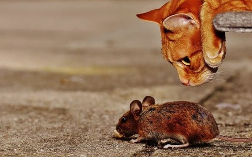 How to Introduce Cats and Kittens to Other Animals 1 how to introduce cats and kittens