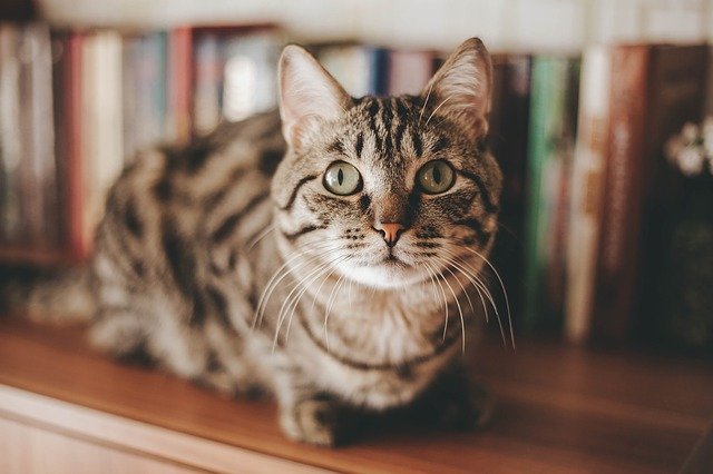 How to Introduce Cats and Kittens to Other Animals 11 cat on bookshelf