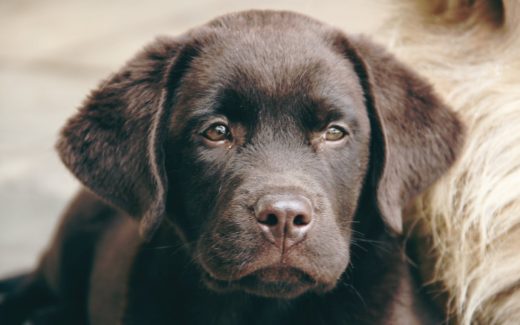 Dog Behaviour Problems - Your Dog Behaviour Questions Answered 1 dog behaviour problems