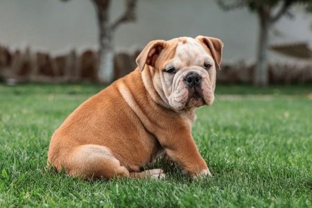 Dog Behaviour Problems - Your Dog Behaviour Questions Answered 30 how to introduce dogs and puppies to other animals