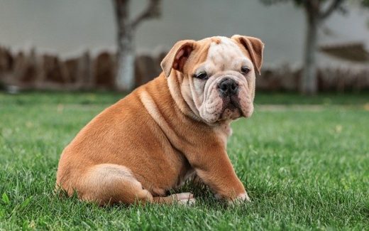 How to Introduce Dogs and Puppies to other Animals 1 how to introduce dogs and puppies to other animals