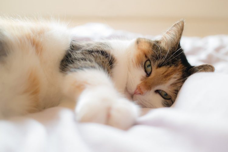 Cat Toileting Problems Solved 20 Australian Cat Lovers – We really do Love Our Cats – Here’s How we know