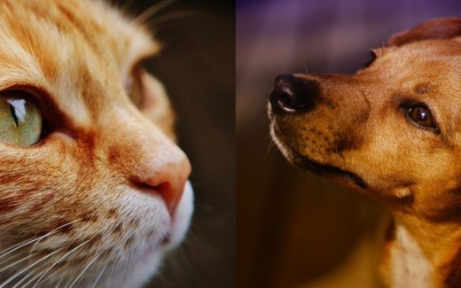 Do Cats and Dogs like to Look at Us? 1 pet problems solved