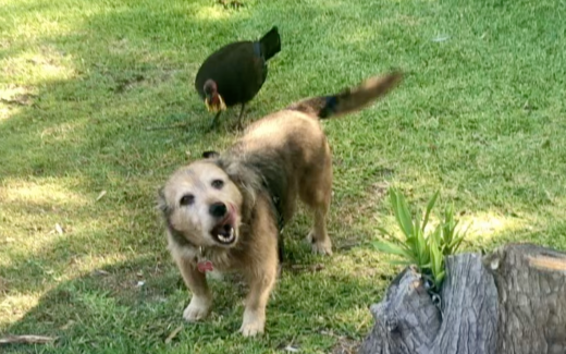 Chilli Dog And Bush Turkey Go for a Walk! 1 Chilli dog and bush turkey