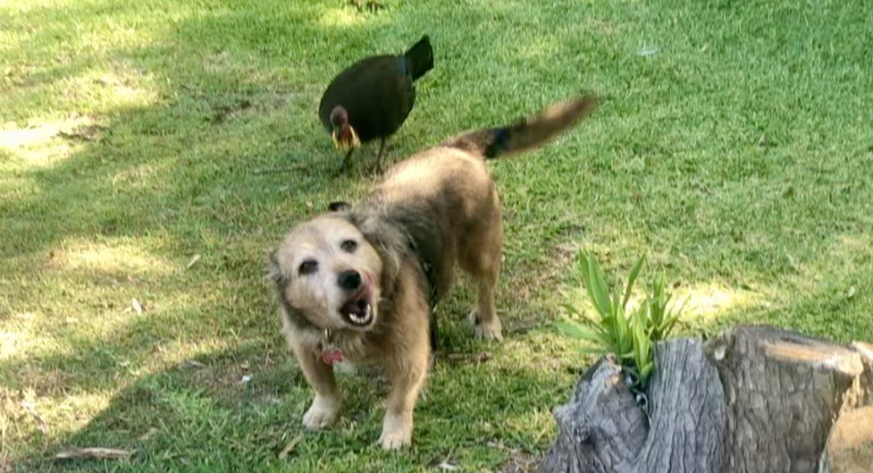 Chilli Dog And Bush Turkey Go for a Walk! 21 Chilli dog and bush turkey