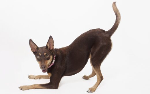 Organisation tips to make it easier for you to take care of your pet's health 1 Organisation tips to make it easier for you to take care of your pet’s health