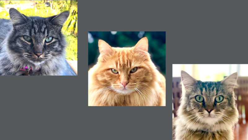 How To choose your pet's name & Nicknames for pets 7 Earth, Wildfire and Wind: HOW TO CHOOSE YOUR PET'S NAME & NICKNAMES FOR PETS