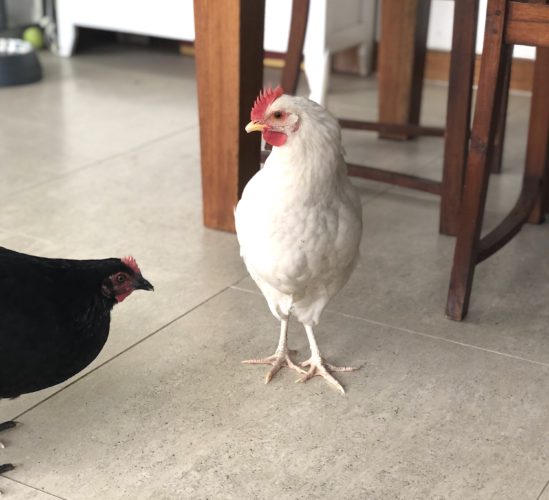 9 Surprising Things you May Learn About Your Pets While in Social Isolation 3 Surprising Things You May Learn About Your Pets While in Social Isolation