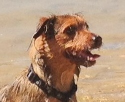 How To choose your pet's name & Nicknames for pets 11 nicknames for pets