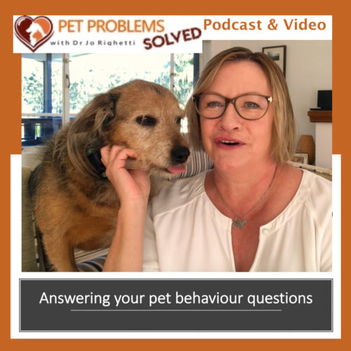 Relaxing your pets with music, audiobooks and movies 3 podcast and video