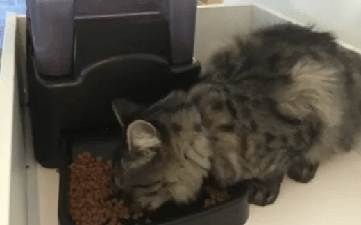 Pet Product Review: Automatic Pet Feeder with Recordable Message 1 PET PRODUCT REVIEW: AUTOMATIC PET FEEDER WITH RECORDABLE MESSAGE