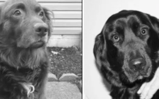 Dimensions of dog petting: How positive interaction with your dog can be as beneficial as common forms of therapy 1 DIMENSIONS OF DOG PETTING: HOW POSITIVE INTERACTION WITH YOUR DOG CAN BE AS BENEFICIAL AS COMMON FORMS OF THERAPY