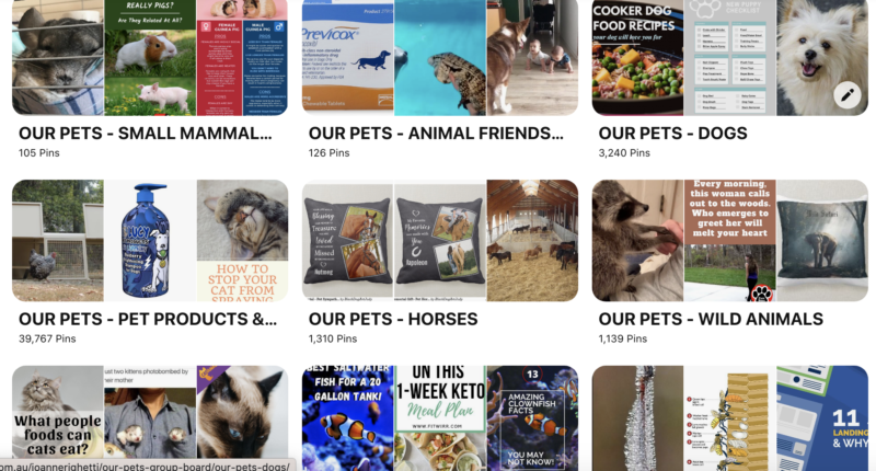 3 Games to play with your parrot... 25 Pinterest