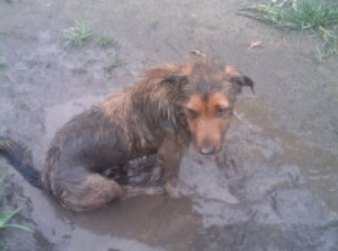 Destructive and Messy Dog behaviours 3 rolling in mud