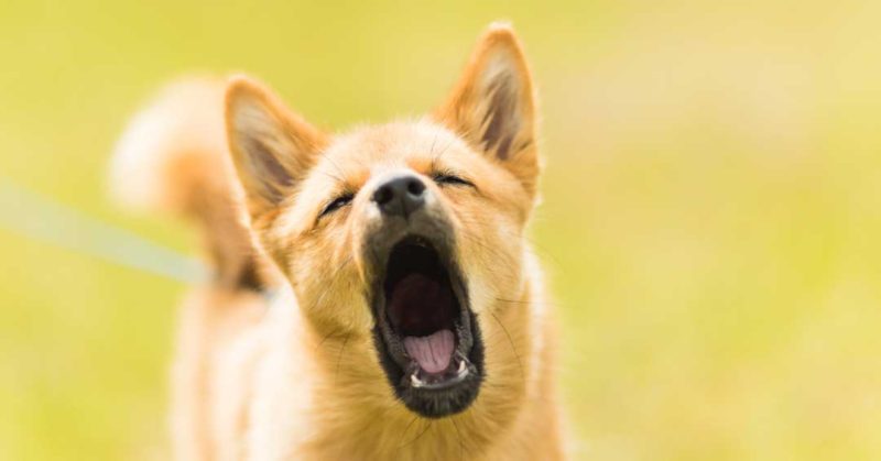 Dog Problems Solved Ebooks for Behaviour Problems 1 dog barking problem