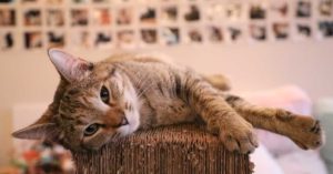 Cat Toileting Problems Solved 22 Cat toileting problems