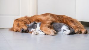 Dog Behaviour Problems - Your Dog Behaviour Questions Answered 22 Separation Anxiety in Pets