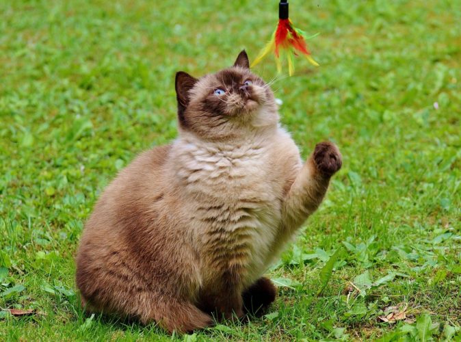 Coronavirus Isolation With Pets: 7 Healthy/ Indulgent Activities to Do Together 2 CORONAVIRUS ISOLATION WITH PETS: 7 THINGS TO KEEP YOU OCCUPIED
