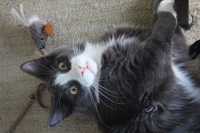 Cat Aggression Problems - Stop cat attacks! 2 cat playing toy