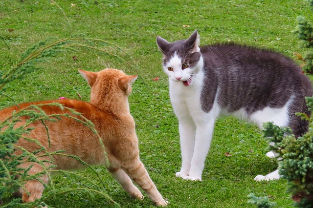 Cat Aggression Problems - Stop cat attacks! 3 cat aggression problems solved