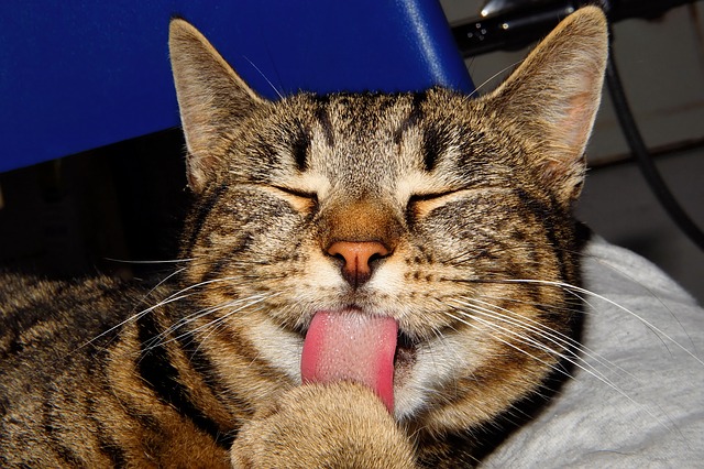 Pet Licking Behaviour Problems including overgrooming 2 pet licking behaviour