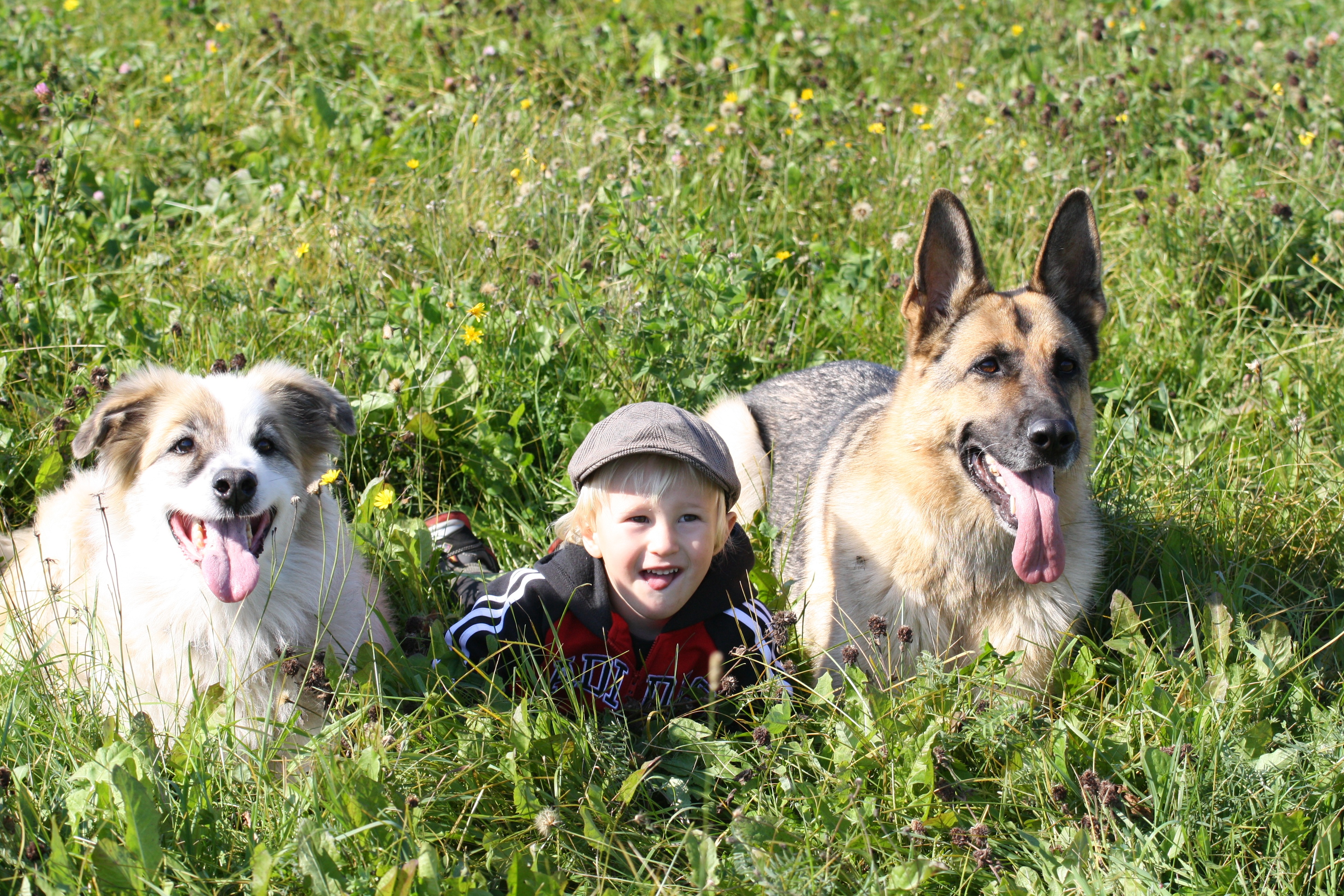 KIDS AGES AND SAFETY WITH FAMILY PETS: Is it safe for Kids to have a pet at any Age? 17 Parents' beliefs on kids ages and safety with family pets