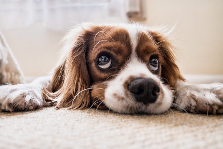 Dog Toileting Behaviour (House Training) Problems Solved 16 dog toileting behaviour (house training)