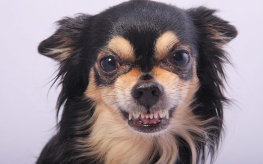 Dog Aggression Problems Solved: Managing Dog Growls, Bites and Threats 1 dog aggression problem
