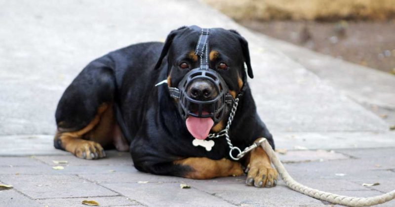 Dog Problems Solved Ebooks for Behaviour Problems 3 dog aggression problem