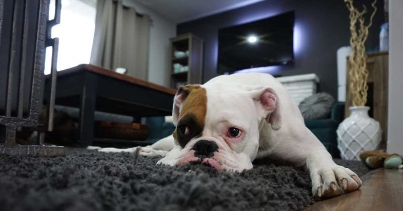 Dog Problems Solved Ebooks for Behaviour Problems 2 dog anxiety problems