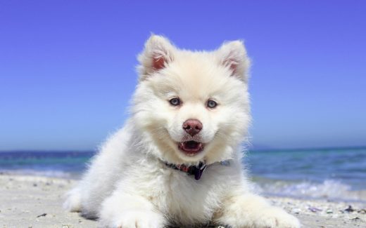 Teenage dogs: 10 Tips to Cope with adolescent puppies 1 teenage dogs